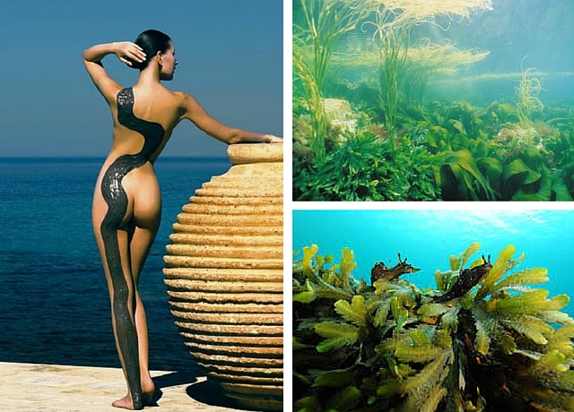 La cosmetique marine puise ses actifs grâce aux algue marines!